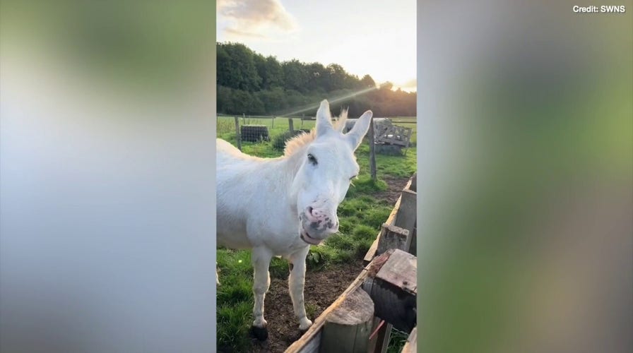 Watch as a group of donkeys munch on their favorite treat