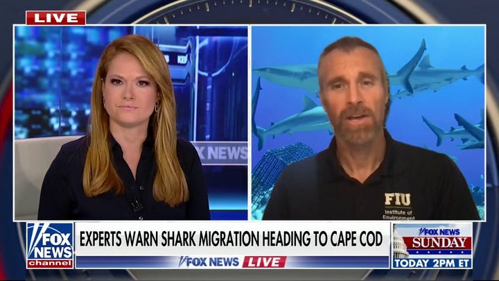 Expert on shark attacks: ‘The drive to the beach is more dangerous than getting in the water’