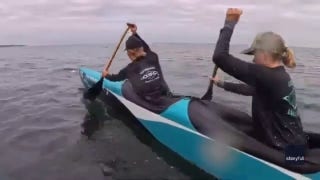 Sea lion crashes California rowing race after climbing aboard team canoe