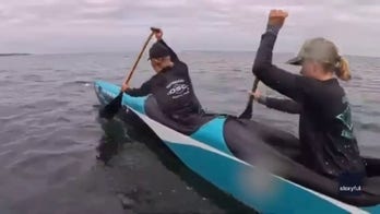 Sea lion crashes California rowing race after climbing aboard team canoe