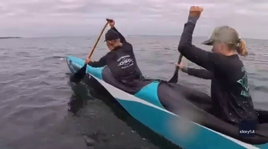 Sea lion crashes California rowing race after climbing aboard team canoe