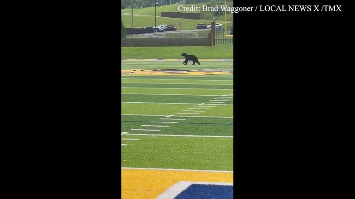 Bear interrupts Tennessee high school football practice