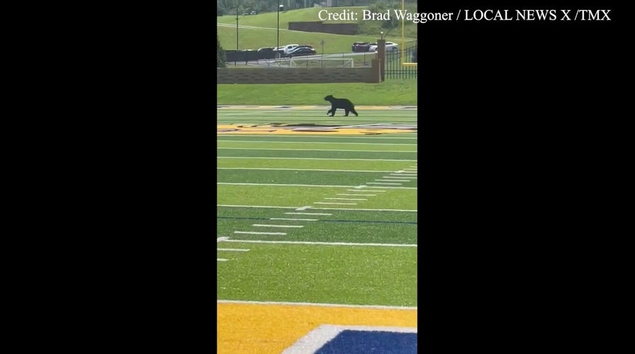 Bear interrupts Tennessee high school football practice