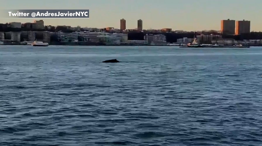 Humpback whale spotted in NYC's Hudson River