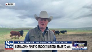 Washington cattle producer Neil Kayser: Grizzly bear relocation is a danger to our families and livestock - Fox News