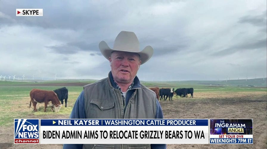 Washington cattle producer Neil Kayser: Grizzly bear relocation is a danger to our families and livestock