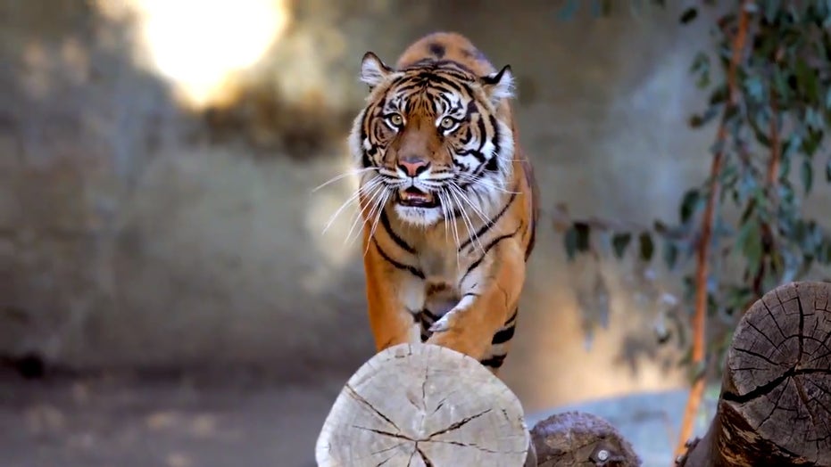 Senators propose ‘Tiger King’-inspired legislation to ban private big-cat ownership