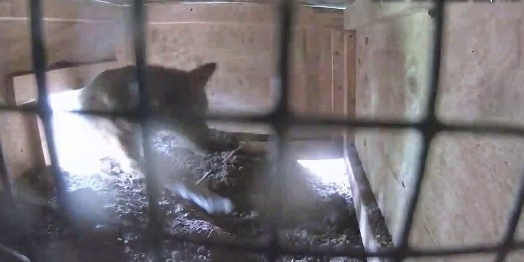 Endangered American red wolf pups born at St. Louis Zoo