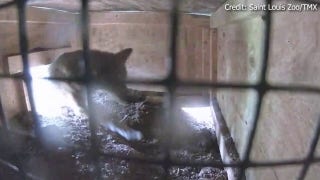 Endangered American red wolf pups born at St. Louis Zoo - Fox News