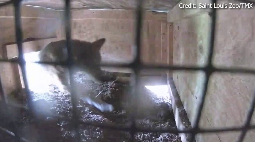 Endangered American red wolf pups born at St. Louis Zoo