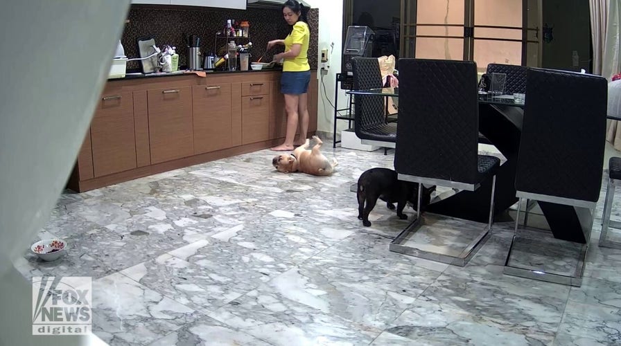 Dog chokes in kitchen before owner performs Heimlich maneuver to save its life