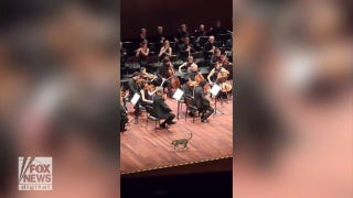 Curious cat wanders on stage during orchestral performance - Fox News
