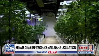 Senate Democrats hope marijuana legislation could appeal to young voters - Fox News