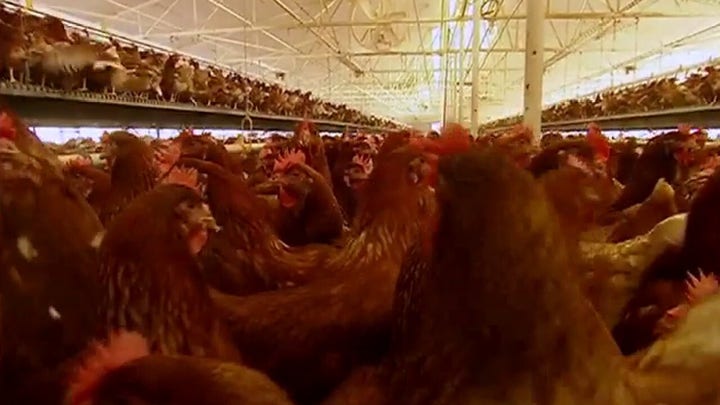 Can the coronavirus spread to pets and livestock?