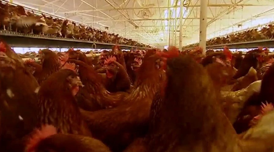 Can the coronavirus spread to pets and livestock?