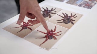 New 'giant' spider found in Australia - Fox News