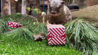 Animals tear into holiday-themed decorations and treats at local zoo - Fox News