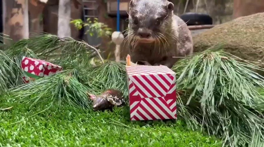 Animals tear into holiday-themed decorations and treats at local zoo