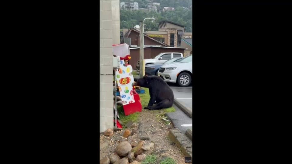 Tennessee bear raids jelly bean machine as stunned tourist captures encounter