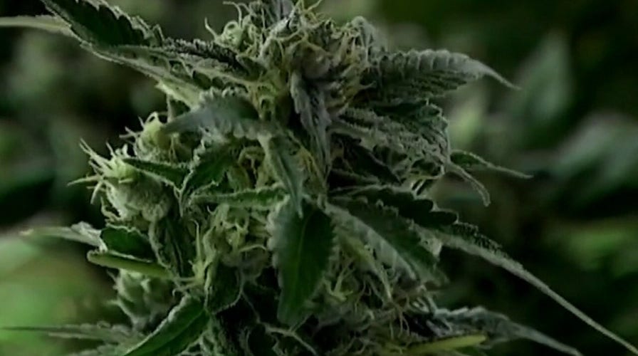 Ingraham: Left ignores high THC use and increased psychosis