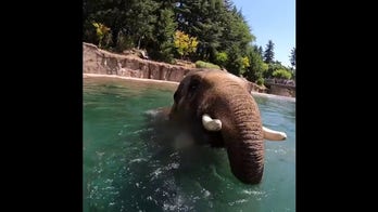 Happy young elephant celebrates 15th birthday