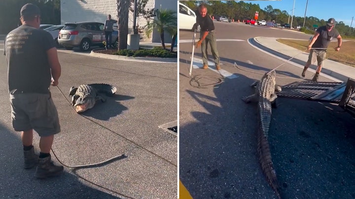 10-foot alligator, apparently hungry for a snack, captured outside Florida 7-Eleven