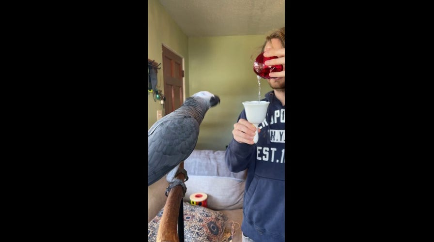 Apollo, an African grey parrot in Florida, delights the internet
