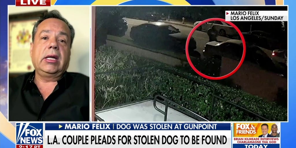 Los Angeles couple's dog stolen at gunpoint: 'She won't make it on her own'