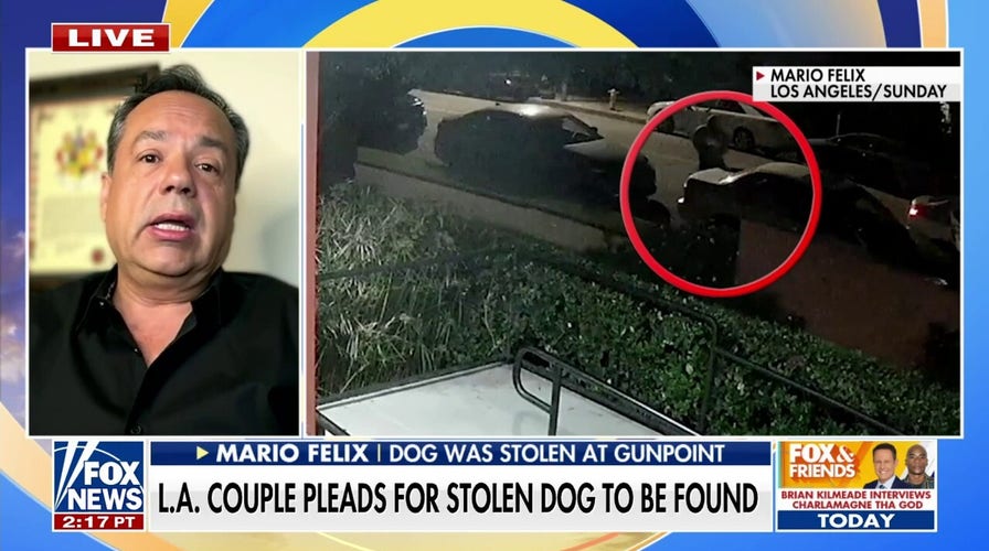 Los Angeles couple's dog stolen at gunpoint: 'She won't make it on her own'