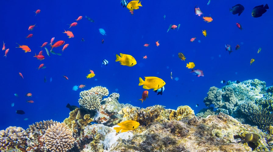 Could 'fish farts' explain strange ocean noise?