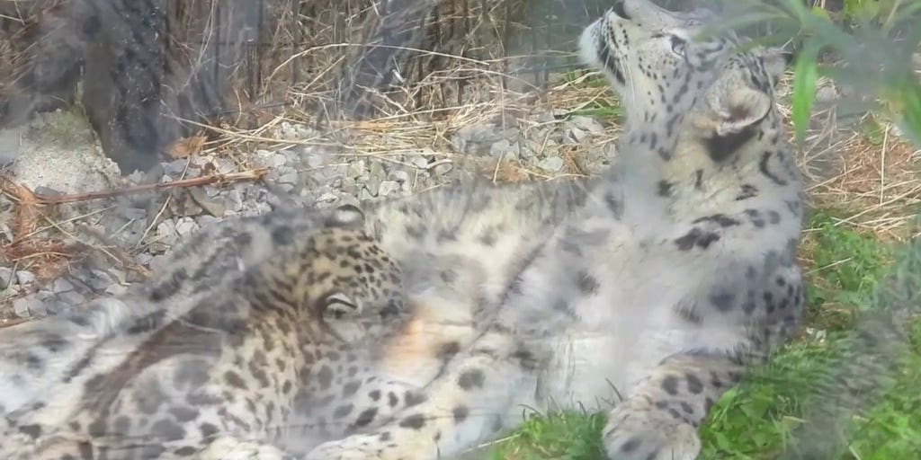 It's a boy! Zoo reveals gender of new snow leopard cub | Fox News Video