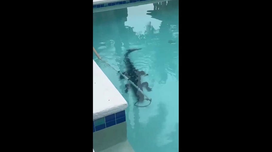 Seven-foot alligator found in home pool, wrangled and safely removed