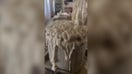 Woman shocks viewers with ‘breathing’ sourdough starter in viral video