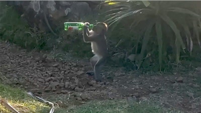 Cheeky monkeys caught swigging beer from bottles at popular island destination - Fox News