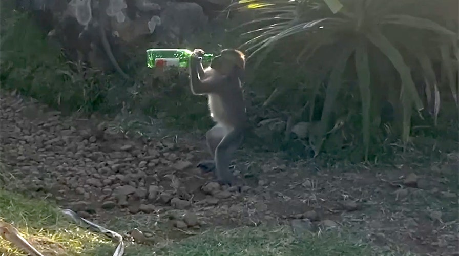 Cheeky monkeys caught swigging beer from bottles at popular island destination