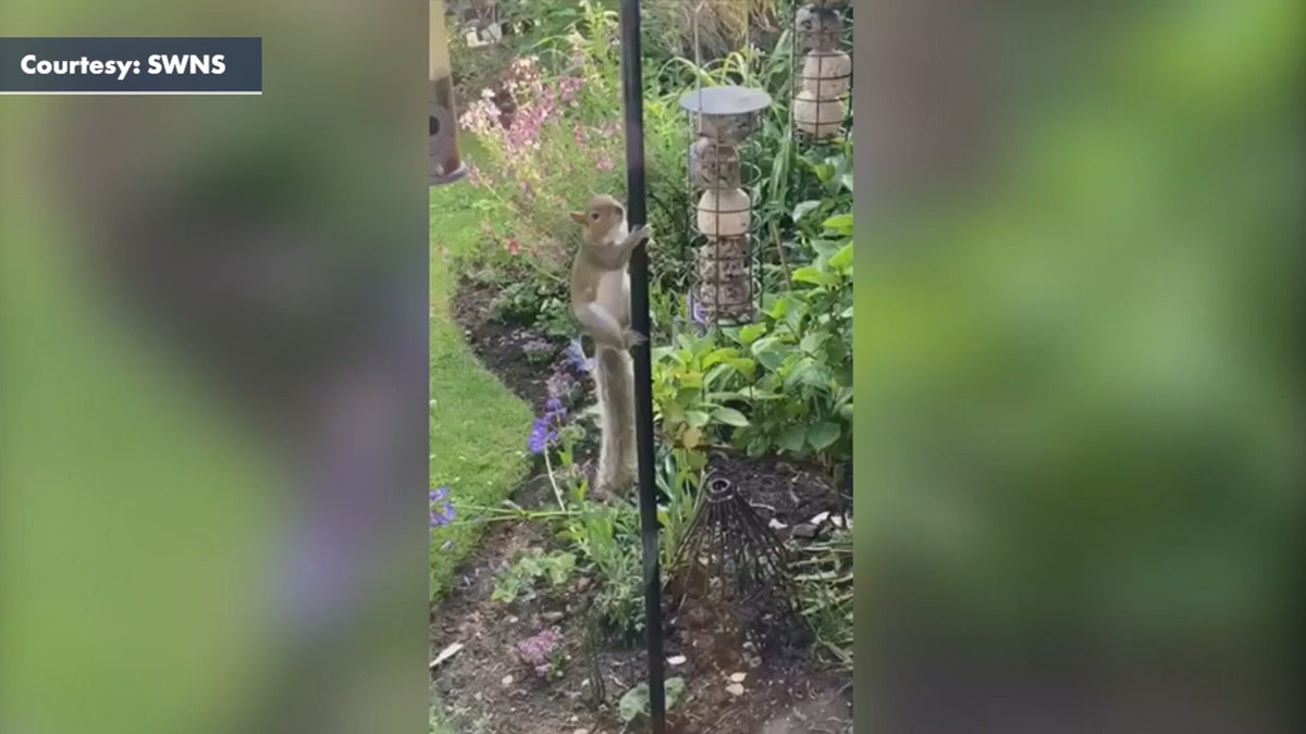 squirrel bird feeder vaseline