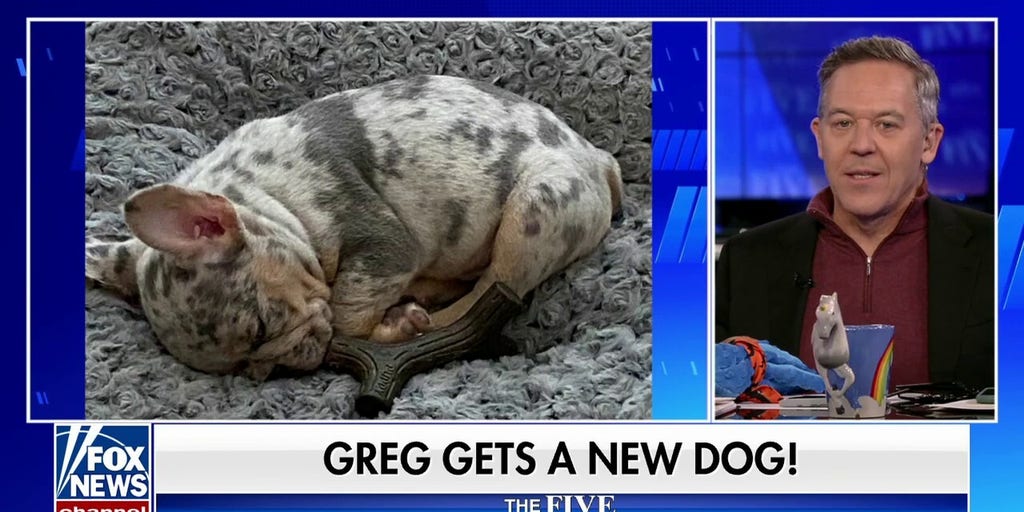 Greg Gutfeld adorable pup Fox News Video