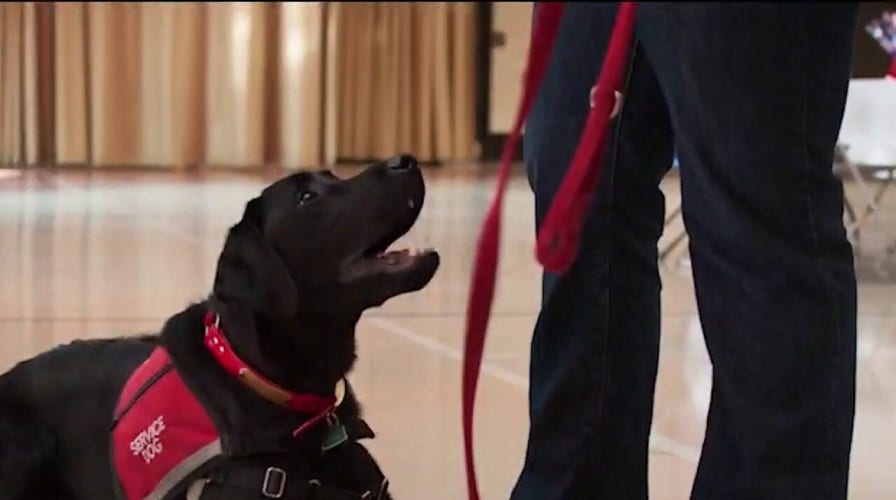 Non-profit trains service dogs to help veterans with PTSD