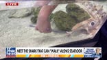 Walking shark discovered in Papua New Guinea can use fins as legs