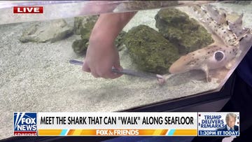 Walking shark discovered in Papua New Guinea can use fins as legs