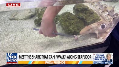 Walking shark discovered in Papua New Guinea can use fins as legs