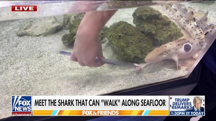 Walking shark discovered in Papua New Guinea can use fins as legs