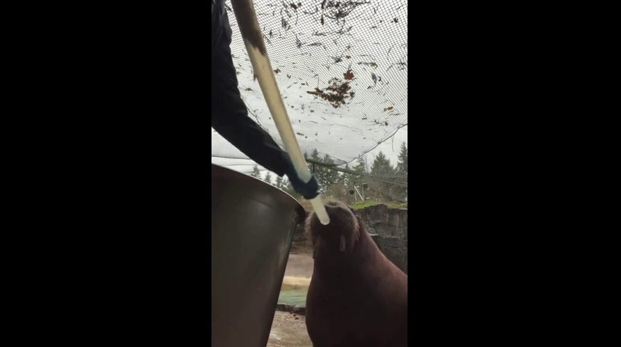 Walrus at Tacoma Zoo is captured on video slurping herring through a giant straw