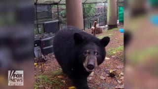 Orphaned bear cubs settle into their new home at local zoo - Fox News