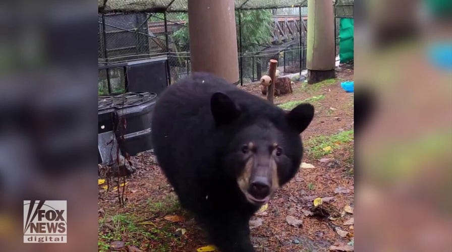 Orphaned bear cubs settle into their new home at local zoo