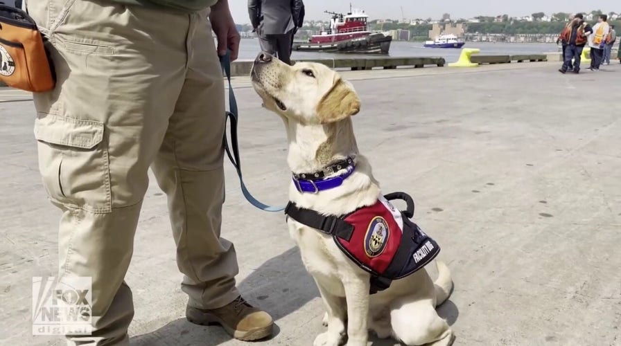 USS Wasp welcomes facility dog to provide mental health support for Navy sailors, Marines
