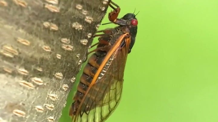 What's that sound? Cicadas invade parts of Eastern US