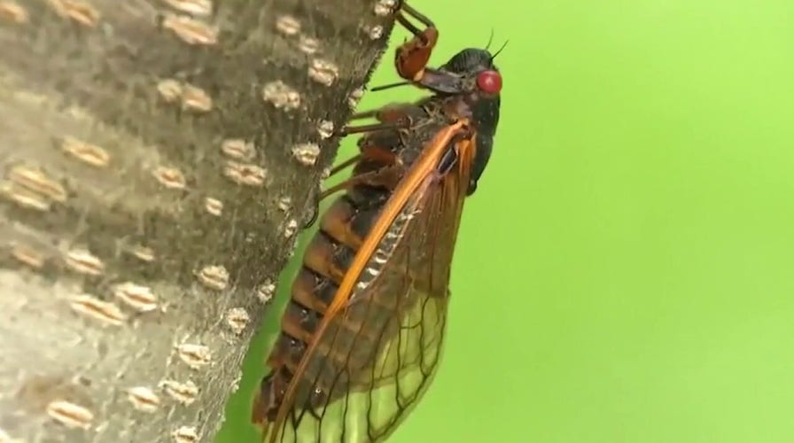 What's that sound? Cicadas invade parts of Eastern US
