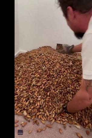 SEE IT: Thousands of ACORNS