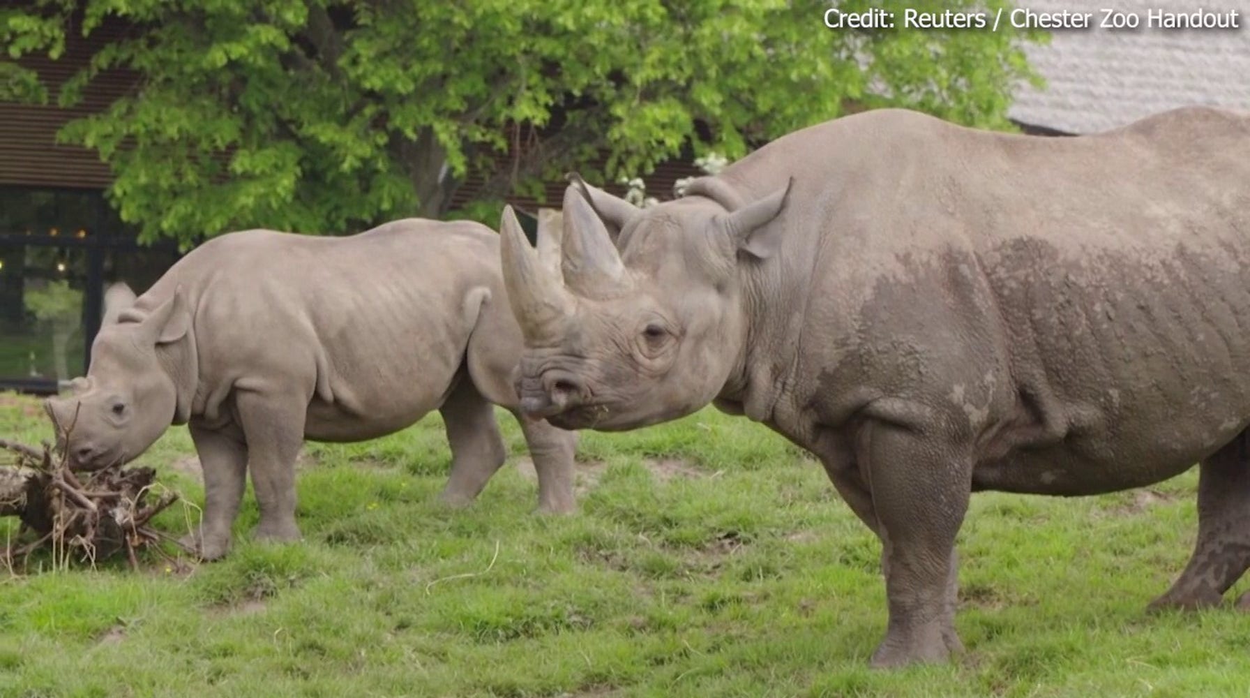 Chester Zoo Partners with Mitsubishi Electric to Enhance Rhino Habitat with Sustainable Heating